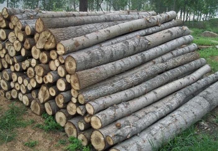 杨木的特点及好处桐木细木工板和杨木细木工板哪个好