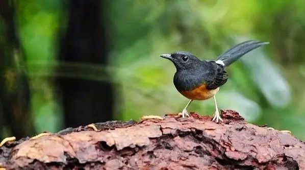 观赏鸟十大名鸟排名,哪些鸟儿飞得高