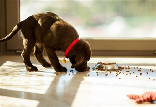 杜高犬如何养得强壮,杜高犬怎么养才听话