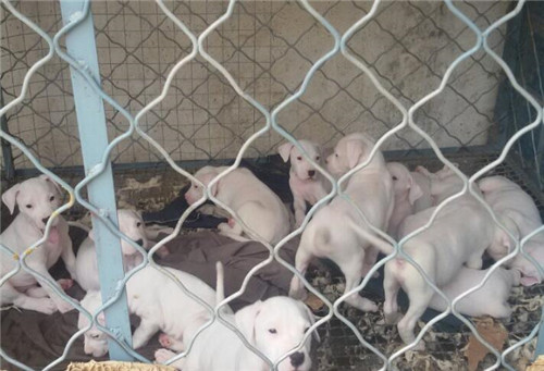 杜高犬如何养得强壮,杜高犬怎么养才听话