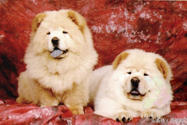 松狮犬打架视频,世界名犬有哪些