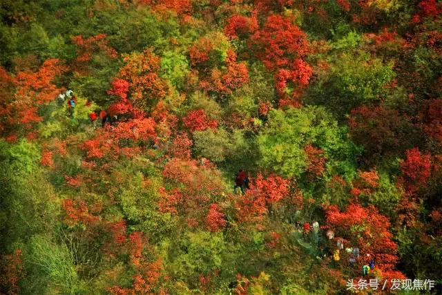 2016年焦作红叶节,焦作神农山红叶节