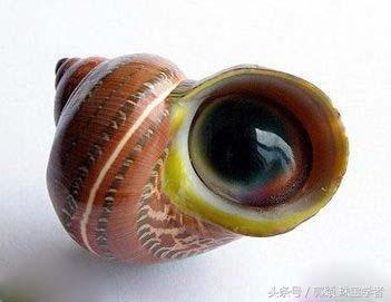 娴锋磱閲岀殑鍚勭缇庡懗铻冭煿,灏忕簿鐏靛悆铻冭煿