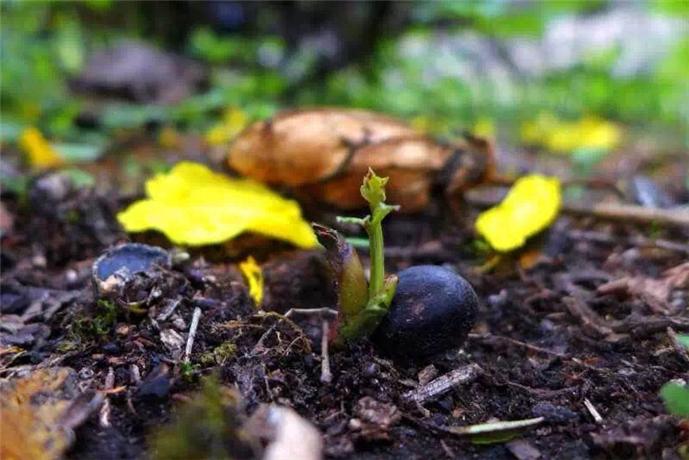 藏西秘境旅游攻略,藏西秘境攻略