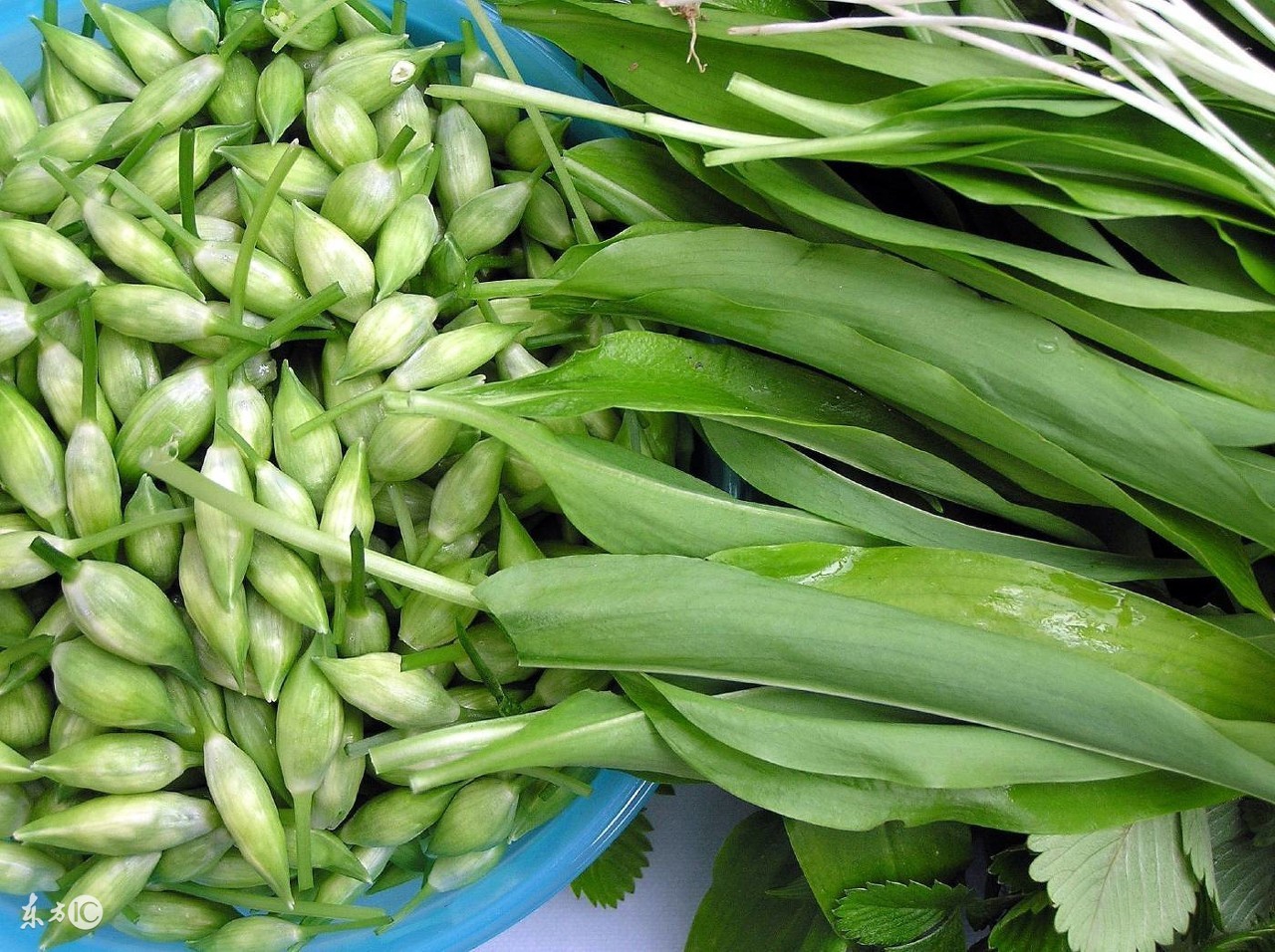 蒜苔是回奶的菜吗,吃了炒蒜苔后回奶了怎么办