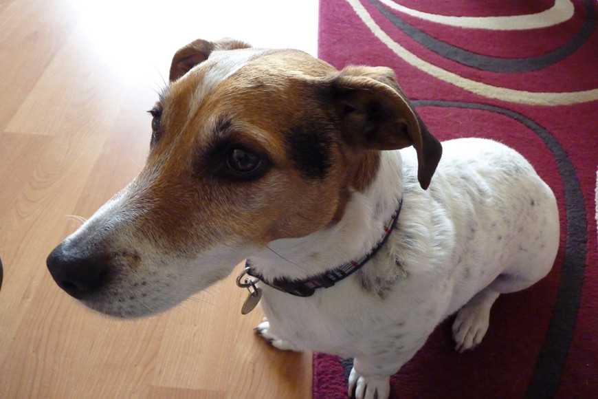 狗狗结扎完怎么防止感染,狗狗子宫蓄脓不吃东西怎么办