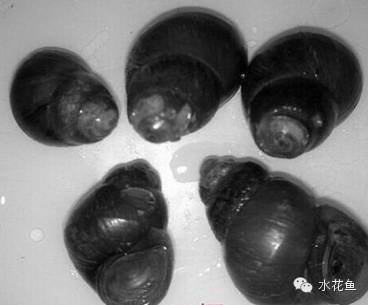 生态养鱼——针对鱼病“三体”的六种生物疗法