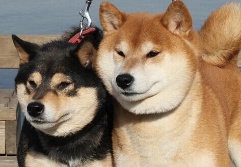 挑选柴犬幼犬的技巧,怎么挑选柴犬幼崽