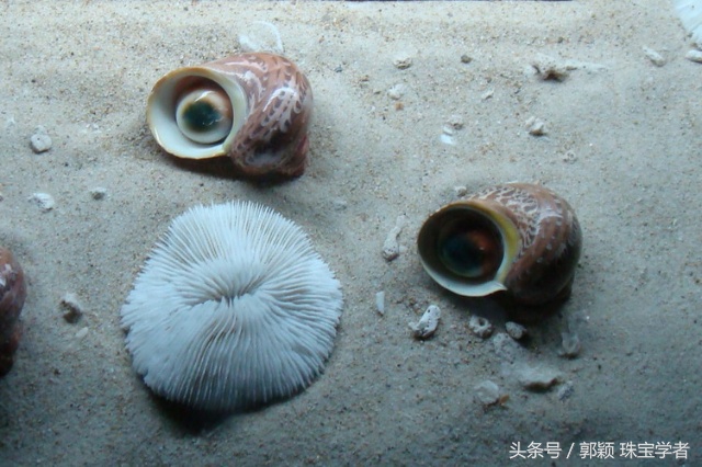 娴锋磱閲岀殑鍚勭缇庡懗铻冭煿,灏忕簿鐏靛悆铻冭煿