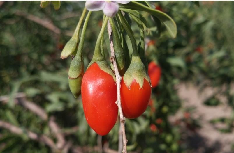 家里枸杞洗了怎么快速烘干,家里种的枸杞怎么处理才能泡水喝