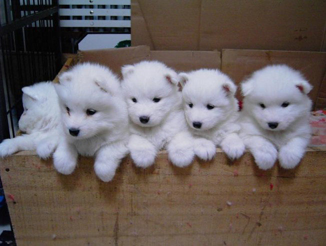 萨摩耶怎么训练狗不乱咬东西,怎样才能让萨摩耶咬狗