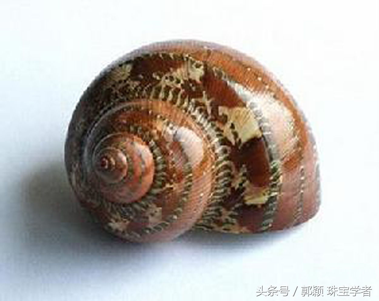 娴锋磱閲岀殑鍚勭缇庡懗铻冭煿,灏忕簿鐏靛悆铻冭煿