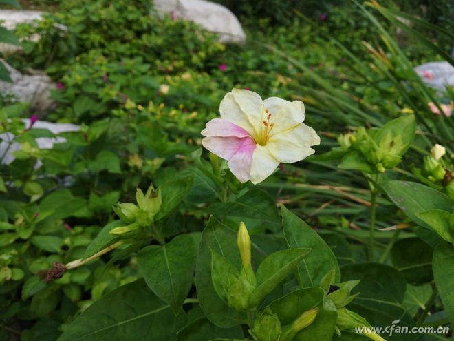 全面屏大卖,荣耀畅玩7x的优缺点