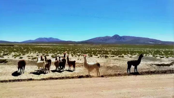 自驾游穿越南美洲,玻利维亚旅行