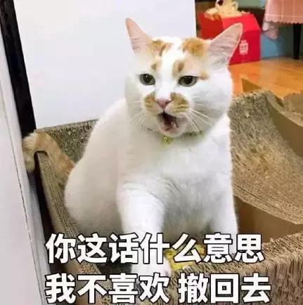 属猫的人是什么属相,十二生肖里面属猫的后面是什么