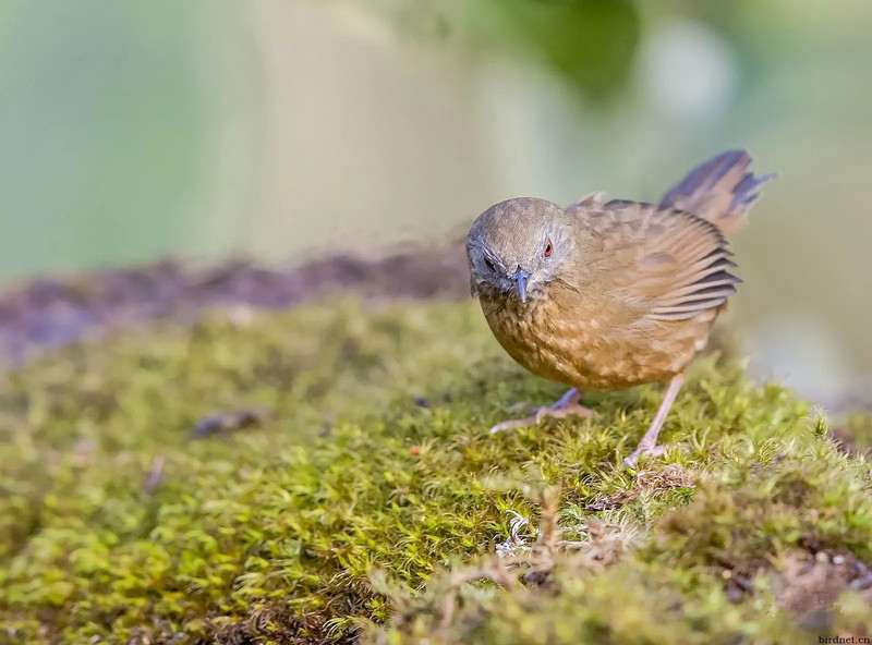 观赏鸟十大名鸟排名,哪些鸟儿飞得高