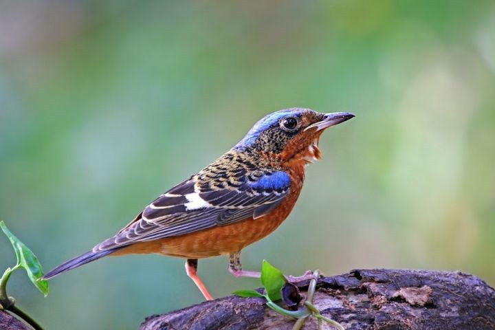 观赏鸟十大名鸟排名,哪些鸟儿飞得高