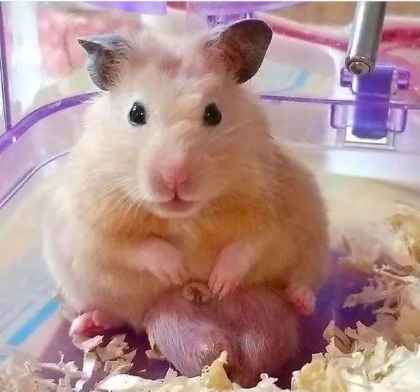 仓鼠前腿长了个大包怎么回事,仓鼠长了一个红色的疙瘩行动缓慢