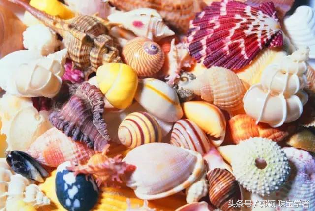 娴锋磱閲岀殑鍚勭缇庡懗铻冭煿,灏忕簿鐏靛悆铻冭煿