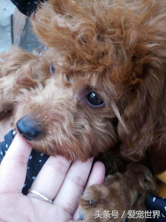 买来泰迪狗没有断尾怎么办,泰迪第二天就断尾了