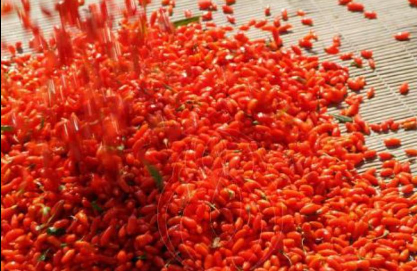 家里枸杞洗了怎么快速烘干,家里种的枸杞怎么处理才能泡水喝