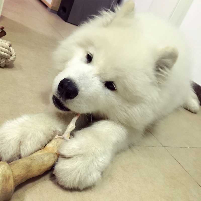 萨摩耶怎么训练狗不乱咬东西,怎样才能让萨摩耶咬狗