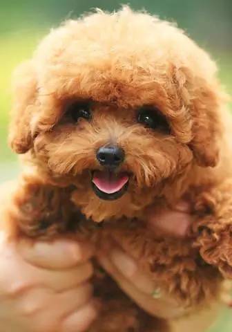 黄色毛的狗狗是什么品种,狗狗品种大全及图片与介绍