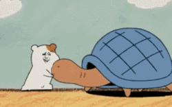 有哪些关于乌龟的冷知识,乌龟的物种介绍