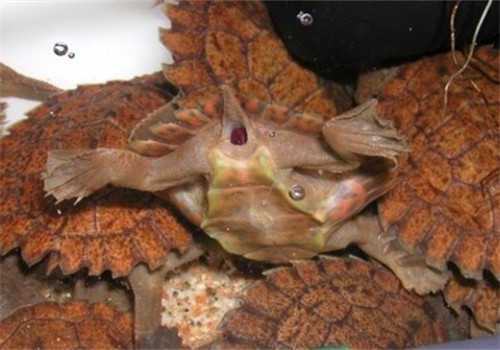 有哪些关于乌龟的冷知识,乌龟的物种介绍