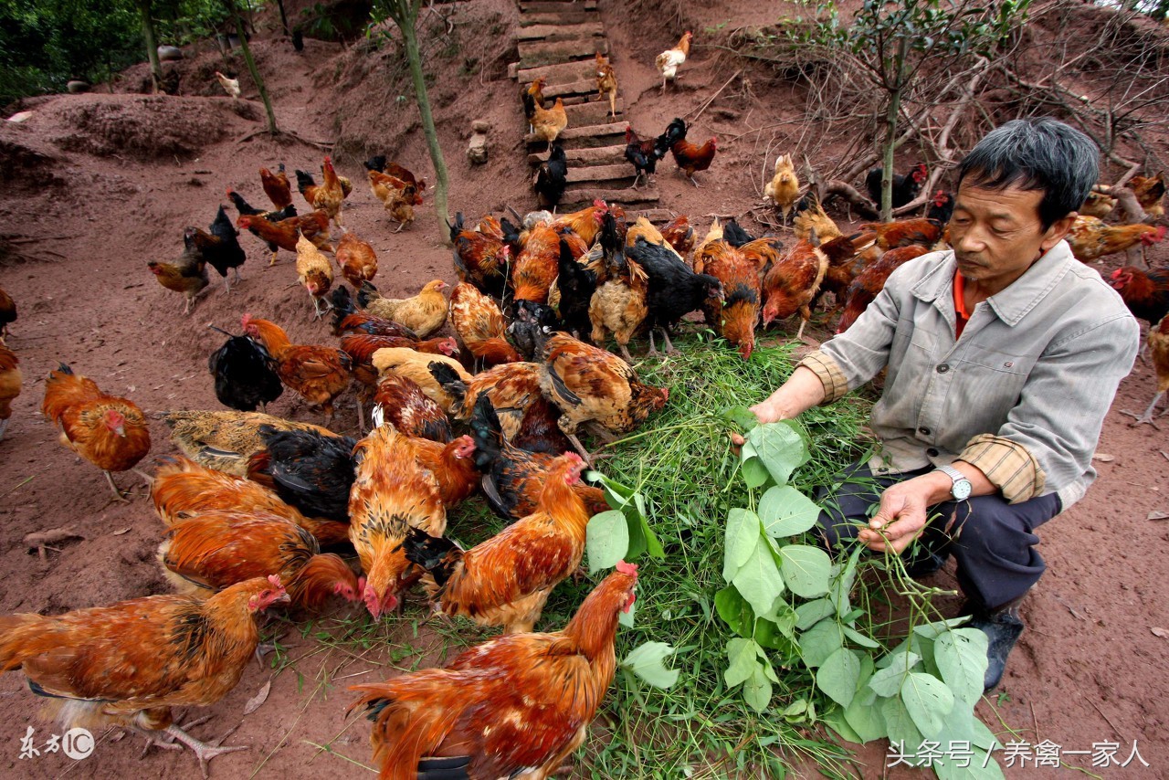 养鸡生病怎么治,养鸡羽毛发白怎么回事
