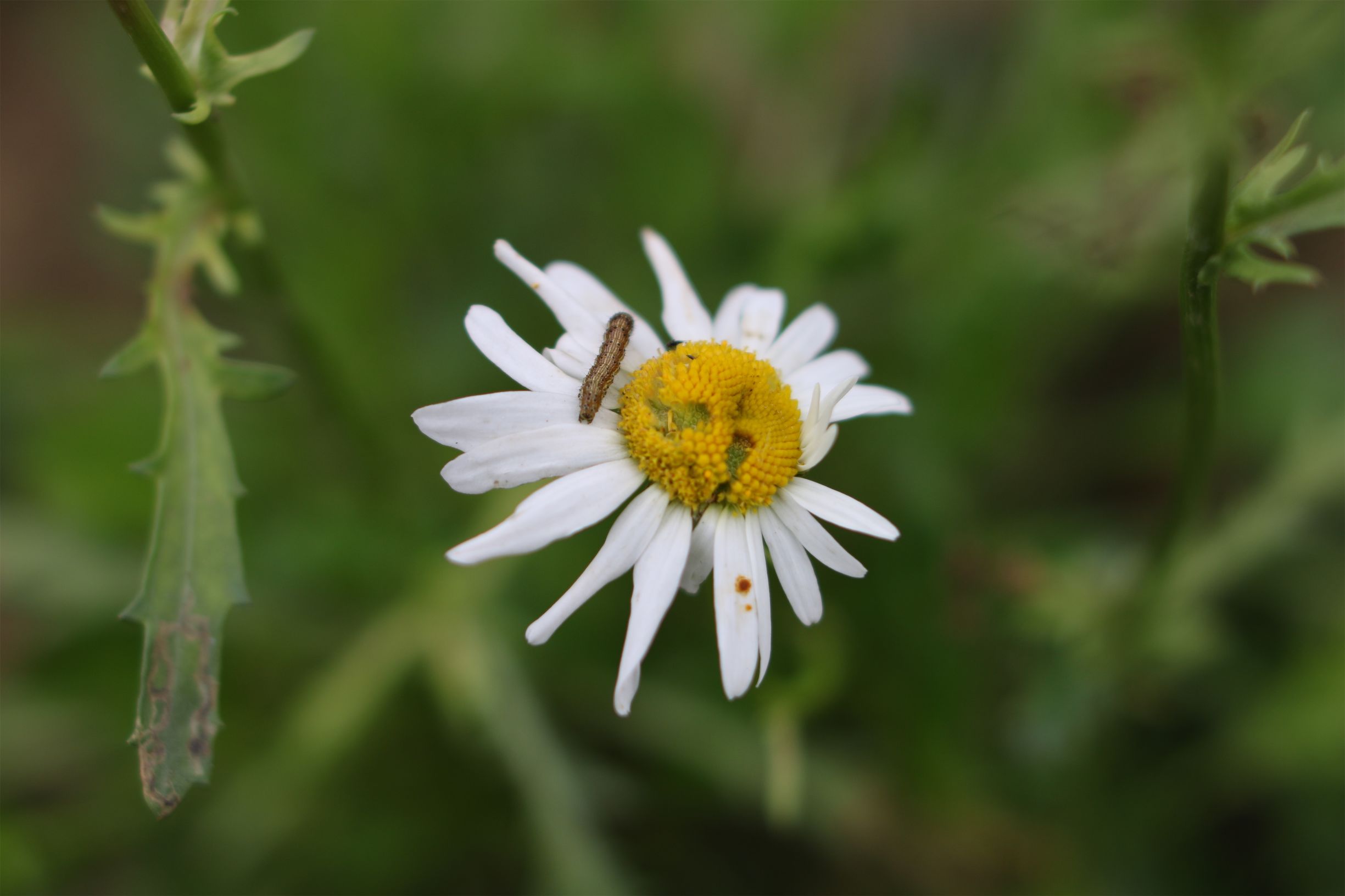 国产镜头到底怎么样？中一35f2亲测请看未经ps处理的原图