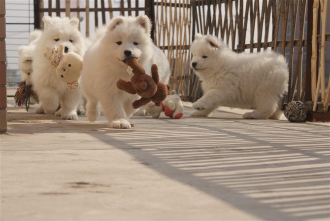 萨摩耶怎么训练狗不乱咬东西,怎样才能让萨摩耶咬狗