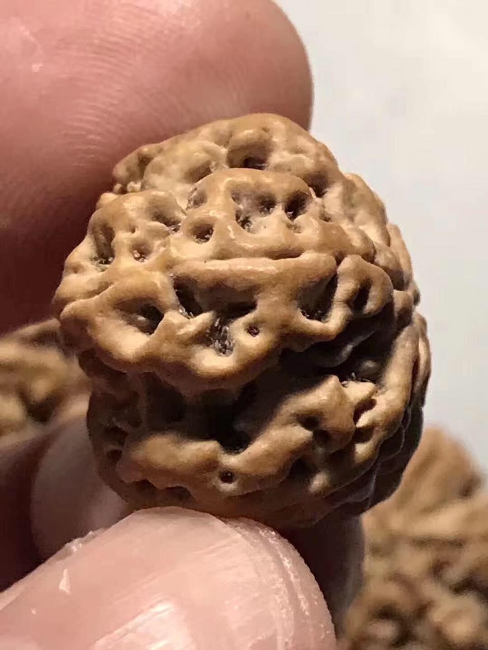 尼泊尔大金刚菩提手串怎么看好坏,大金刚菩提五瓣尼泊尔籽高油高密