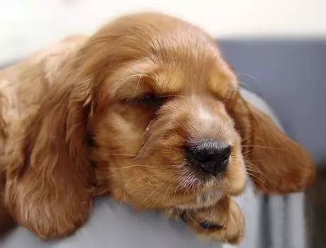 黄色毛的狗狗是什么品种,狗狗品种大全及图片与介绍