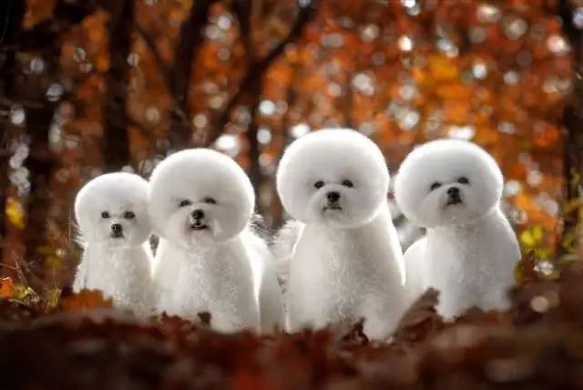 黄色毛的狗狗是什么品种,狗狗品种大全及图片与介绍