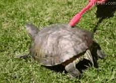 有哪些关于乌龟的冷知识,乌龟的物种介绍