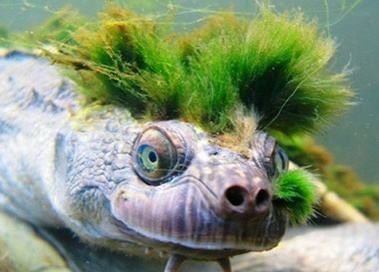 有哪些关于乌龟的冷知识,乌龟的物种介绍