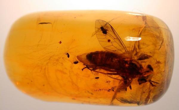 琥珀天价,天价琥珀