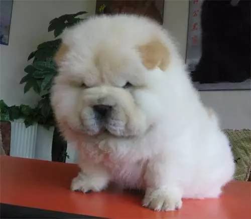 黄色毛的狗狗是什么品种,狗狗品种大全及图片与介绍