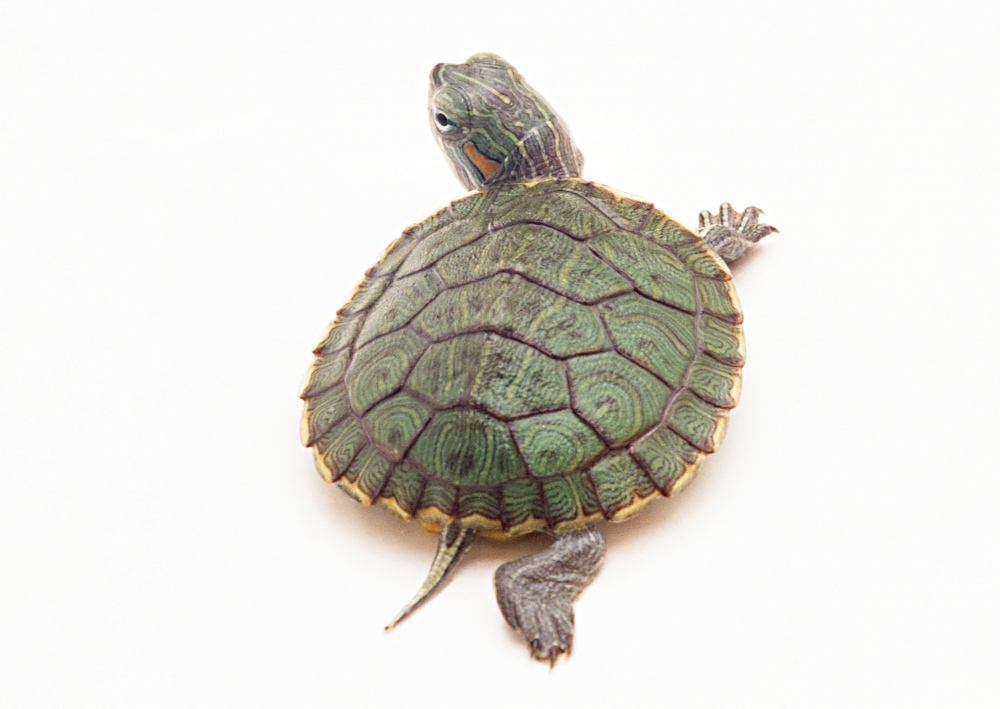 巴西龟冬眠需要注意什么,冬眠的巴西龟眼睛肿了怎么办