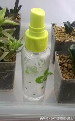 多肉植物有小黑飞怎么办,怎么消灭多肉植物上的白虫