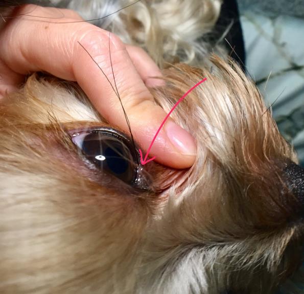 怎么样自己给狗疏通鼻泪管,养狗小妙招小技巧大全