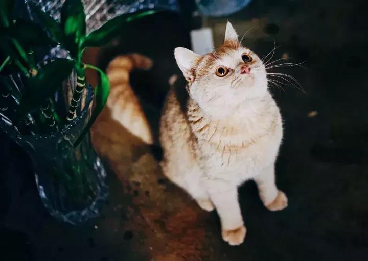 武汉最不好吃的几家店,武汉十大必吃馆子探店