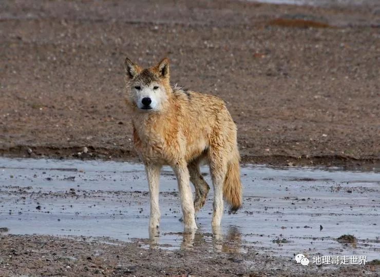 最后的藏北无人区,藏北无人区旅游