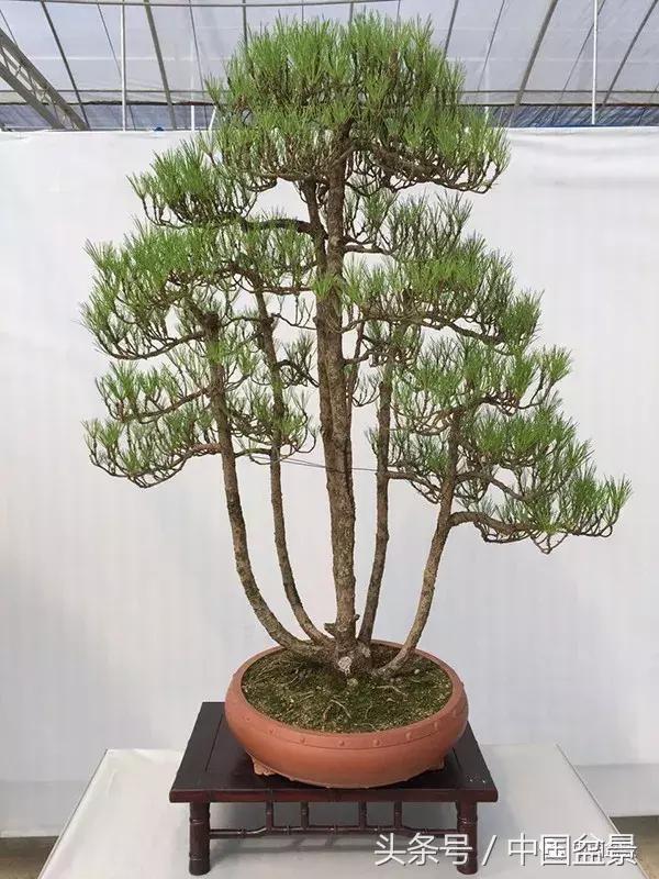 如何看待盆景的技法,盆景入坑的十大感受