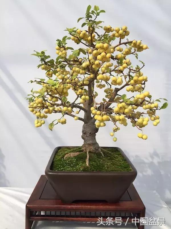 如何看待盆景的技法,盆景入坑的十大感受