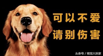 狗狗能不能像人一样直立行走,狗狗逆天直立行走视频