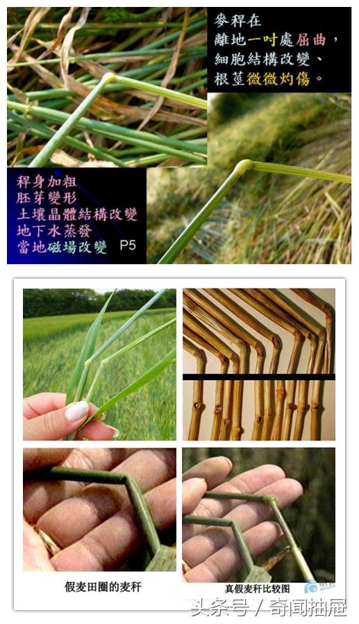 麦田怪圈为什么没有人造,麦田怪圈是外星人制造还是人造