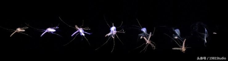 多大功率激光可以打死蚊子,激光炮打蚊子价格