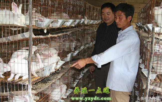 四川肉兔养殖方法,适合重庆地区养殖的肉兔